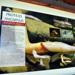 Uručeni pehari najboljim sportistima Tivta u 2018. godini