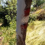 Farbali dalekovode al i markacije planinarskih staza, stabla…