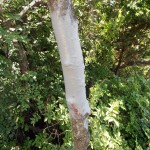 Farbali dalekovode al i markacije planinarskih staza, stabla…
