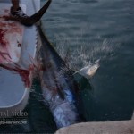 Big game fishing H.Novi 2015. prvi dan