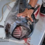 Big game fishing H.Novi 2015. prvi dan