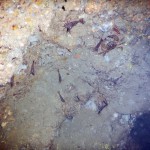 Morska pećina -slijepi miševi