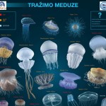 Poster meduze 1