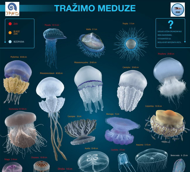 Akcija tražimo meduze