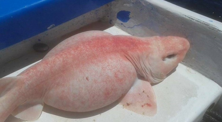 Uhvaćeni morski pas albino