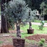 Herceg Novi – Da je vječna Crna Gora