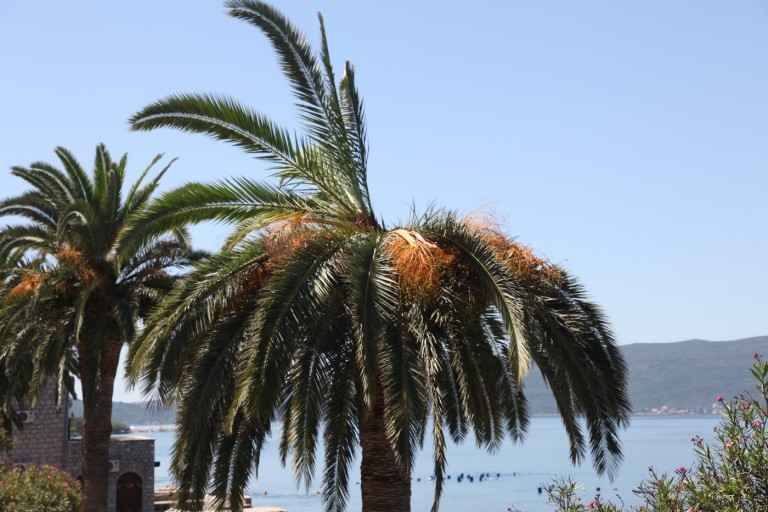 Uništiti palme napadnute crvenim surlašem