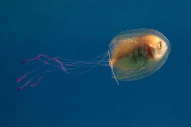Živa riba zarobljena u meduzi