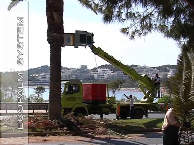 Tretiranje palmi protiv surlaša – kako to rade u Americi (video)