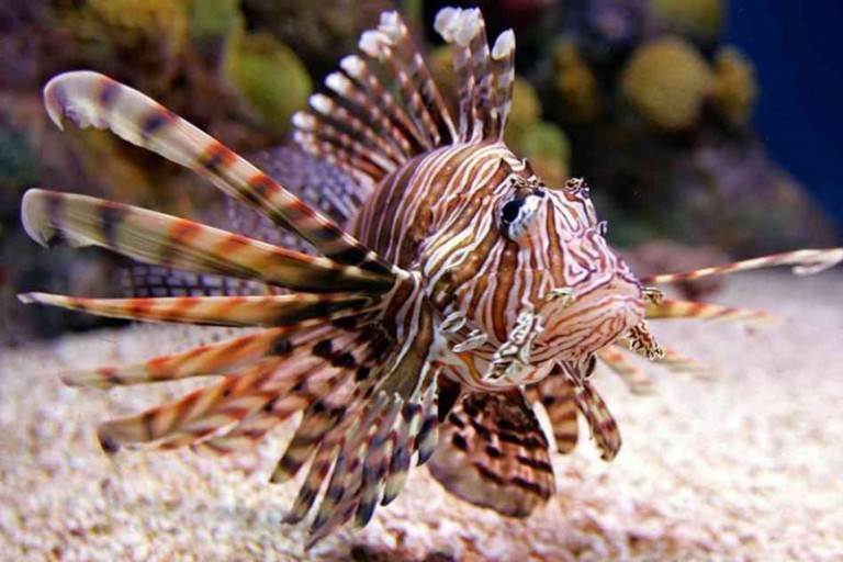 Lionfish ugrožava i Mediteran