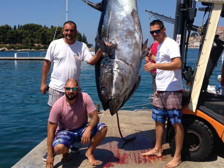 Pogledajte najveću tunu ikad ulovljenu u Hrvatskoj: teška je 340 kg, borba je trajala 2,5 sata