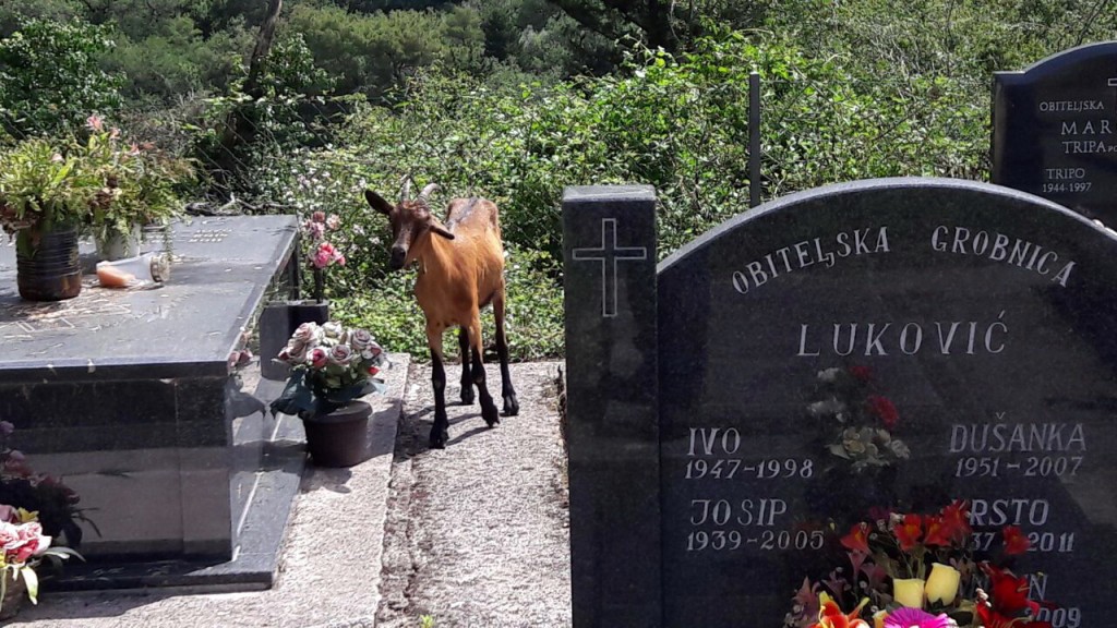Koze na groblju u Gradiošnici