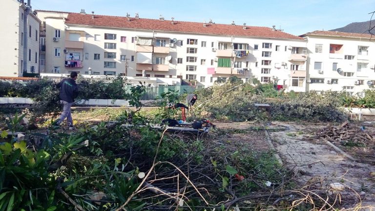 Bokeški forum poziva nadležne da spriječe sječu borova kod “Mimoze”