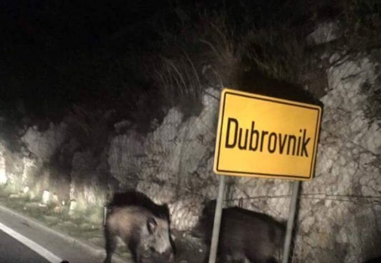 Divlje svinje stigle u Dubrovnik