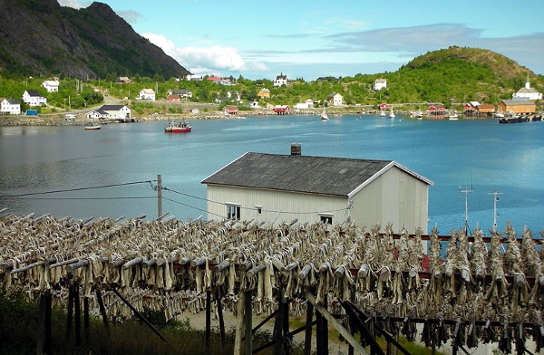 Bakalar sušenje Norveška