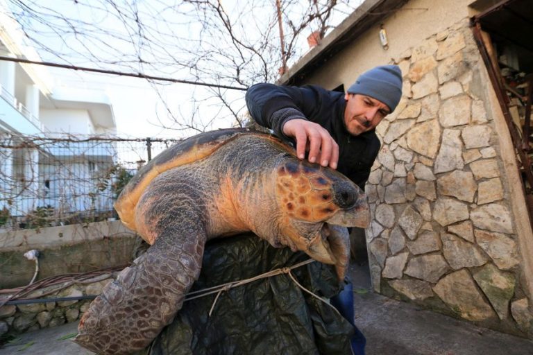 Spašena Melita, 100 godina stara glavata želva