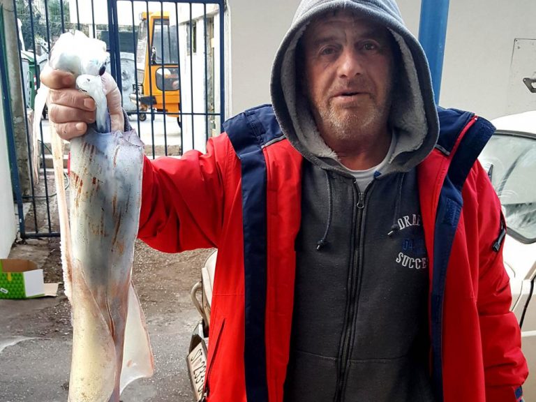 Hvar – ulovio lignju od 2,20 kilograma
