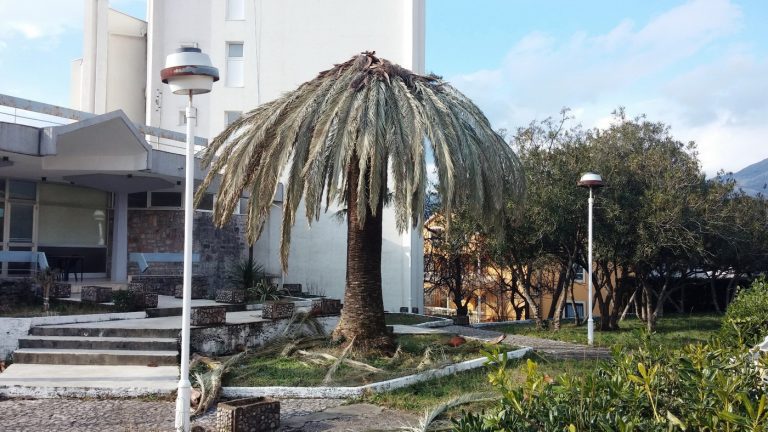 Tivćani traže da se država ozbiljnije pozabavi sa problemom štetočine koji uništava palme