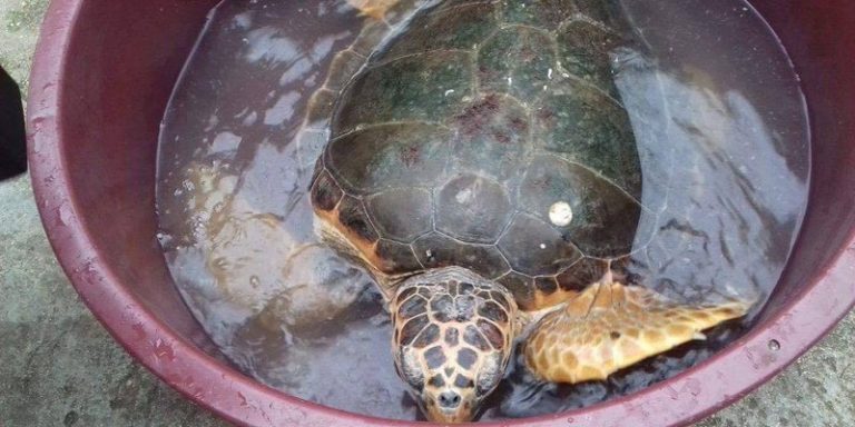 More nakon stogodišnje Melite izbacilo i Marka