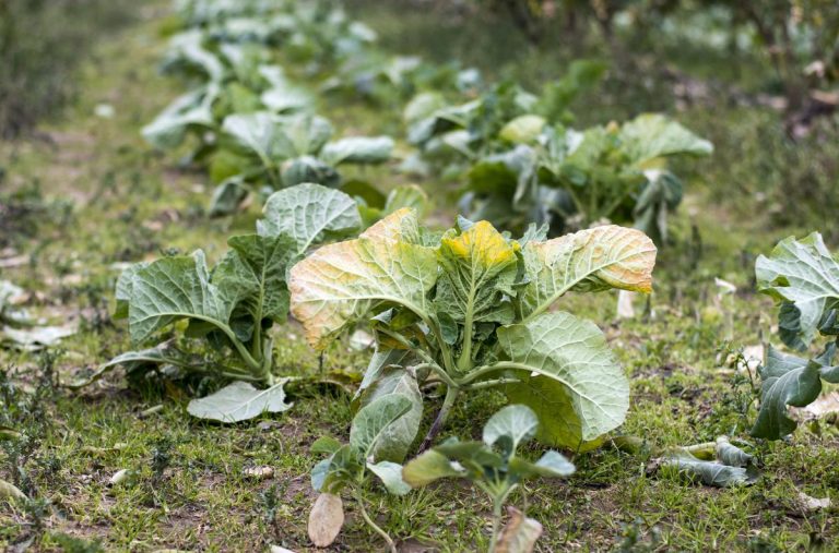 Plaćamo cijenu polarne hladnoće – zelena salata 3,5 eura