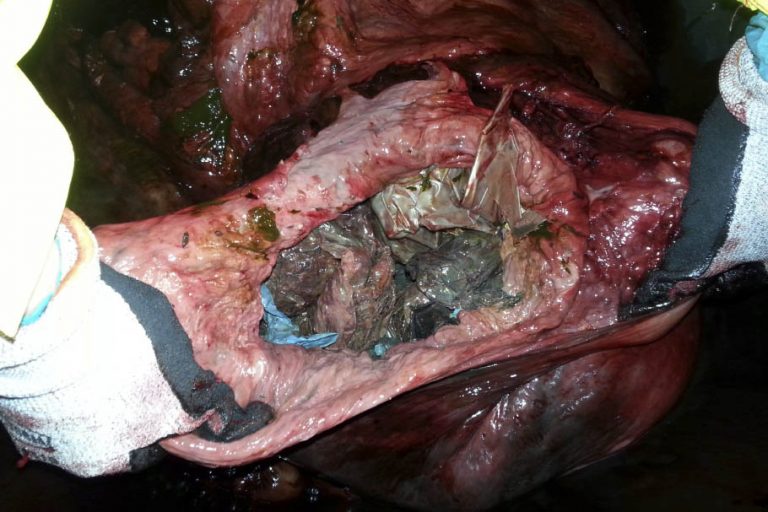 Stomak nasukanog kita bio pun plastičnog otpada