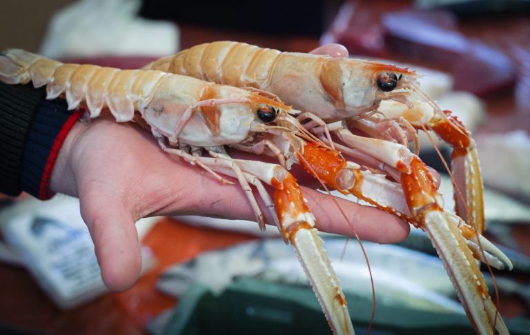 Kroz međunarodni projekt CONFISH uče Komižane kako brinuti o hobotnicama i škampima