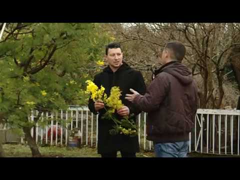 Priča o mimozi…