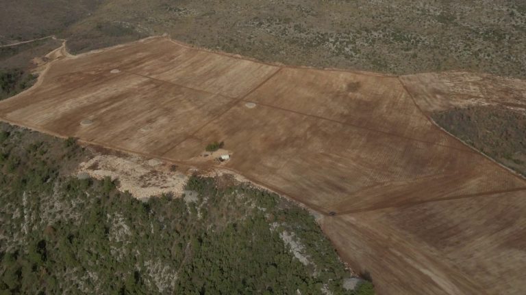Pogledajte kako izgleda najveća plantaža smilja u Hercegovini (video)