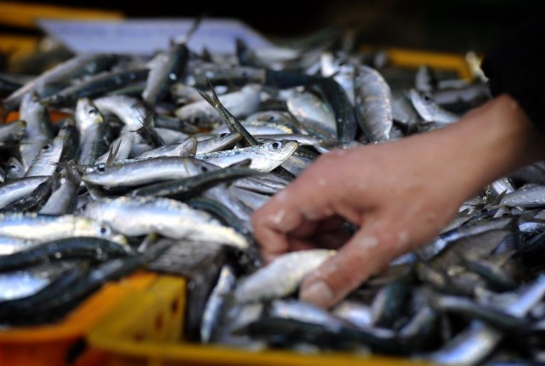 Sardela u Mediteranu sve manja, pokazala istraživanja