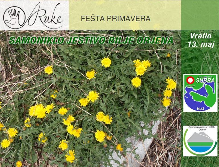 Samoniklo jestivo bilje Orjena u fešti Primavera