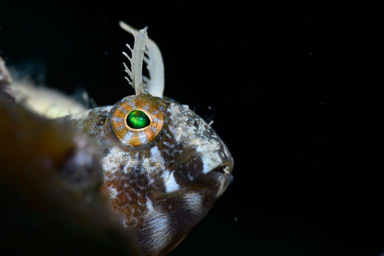 Otvoreno prvenstvo Hrvatske u podvodnoj fotografiji