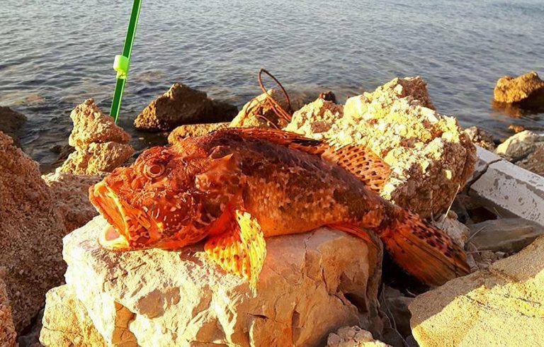 Dobar ulov – škrpina 1,9 kg