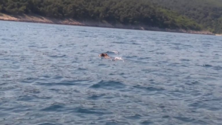 Jedriličari snimili medu kako pliva prema obali