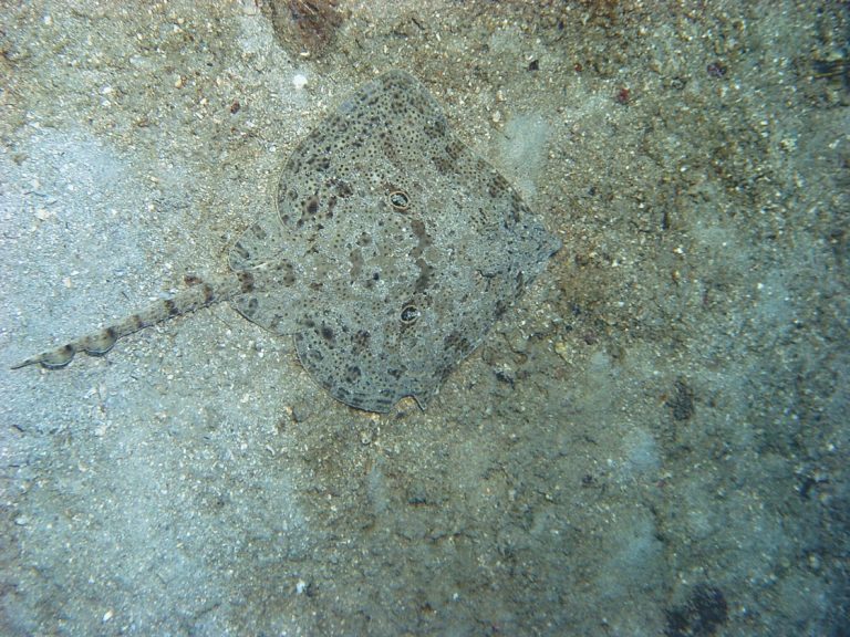 Evropske velike ribe u velikoj nevolji! Situacija u Mediteranu je veoma loša…