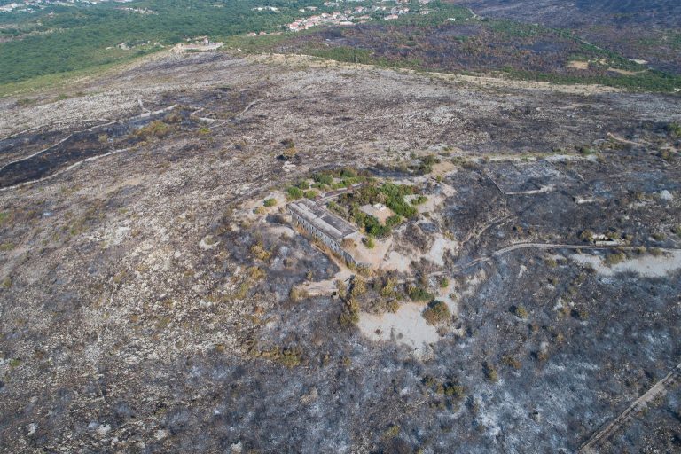 Na području Bigova, na opožarenoj površini, biće podignuti maslinjaci…