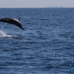 Delfin