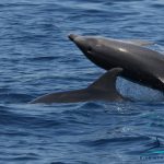 Delfin – foto Plavi svijet
