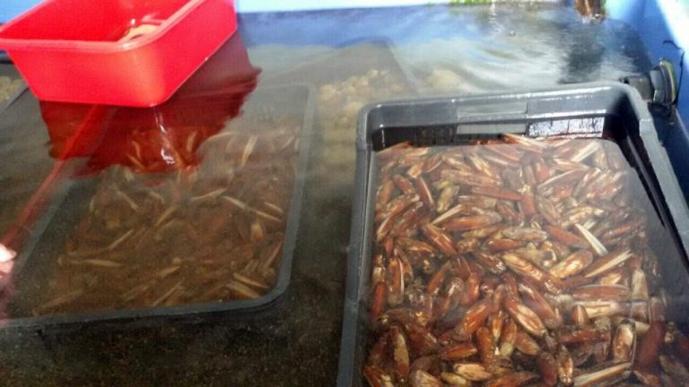 Inspekcija oduzela 325 kilograma ribe i morskih plodova – spriječen promet prstaca