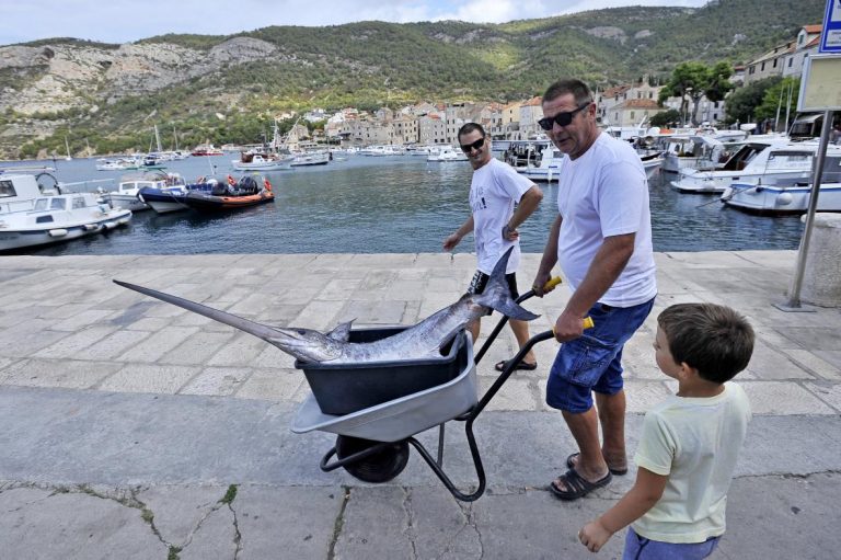 Komižani na Rivi ‘prošetali’ morskog kapitalca