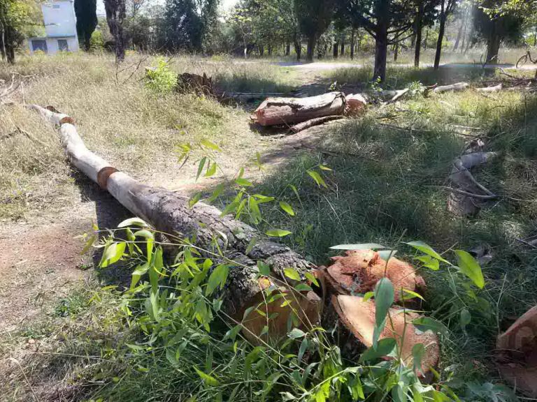 Tivat – na Župi posjekli stabla čempresa i eukaliptusa: Planirana sječa?