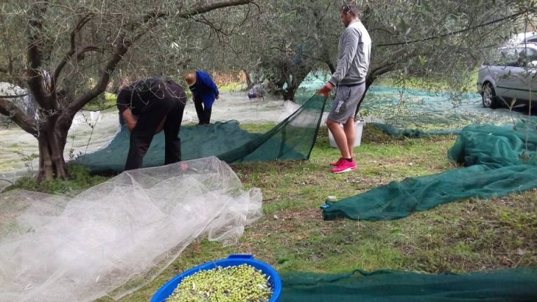 Berbom u maslinjaku Obrada Mandić počela sezona berbe maslina u Boki