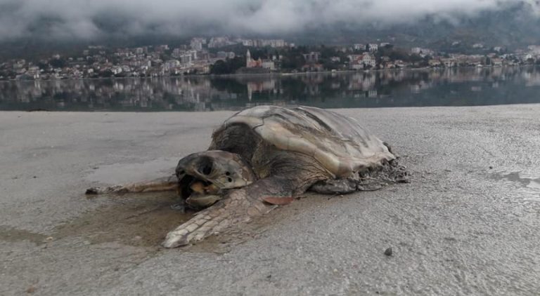 Uginula morska kornjača nađena u Kotoru