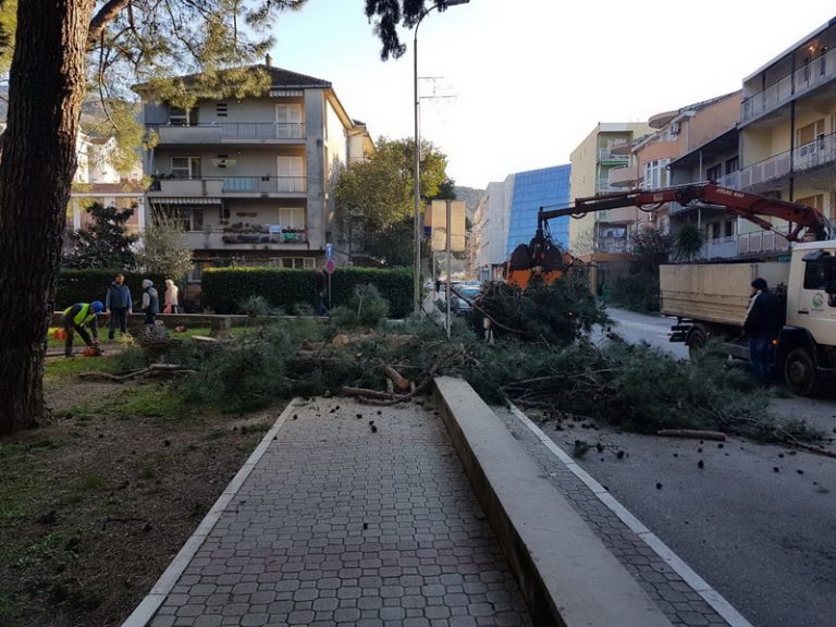 Uklonili borove koji su prijetili da padnu