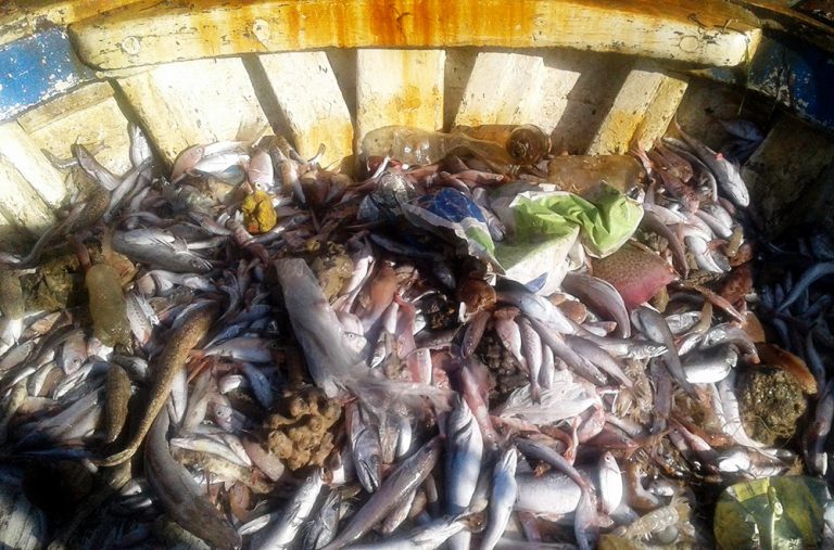 Plastika s ribom – Prava slika Jadrana danas