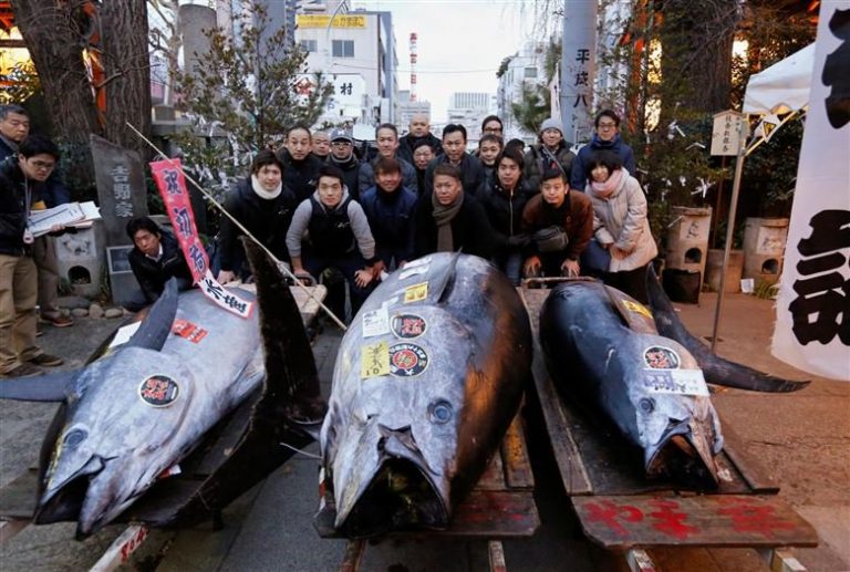 Plavoperajna tuna prodana za 330.000 dolara!