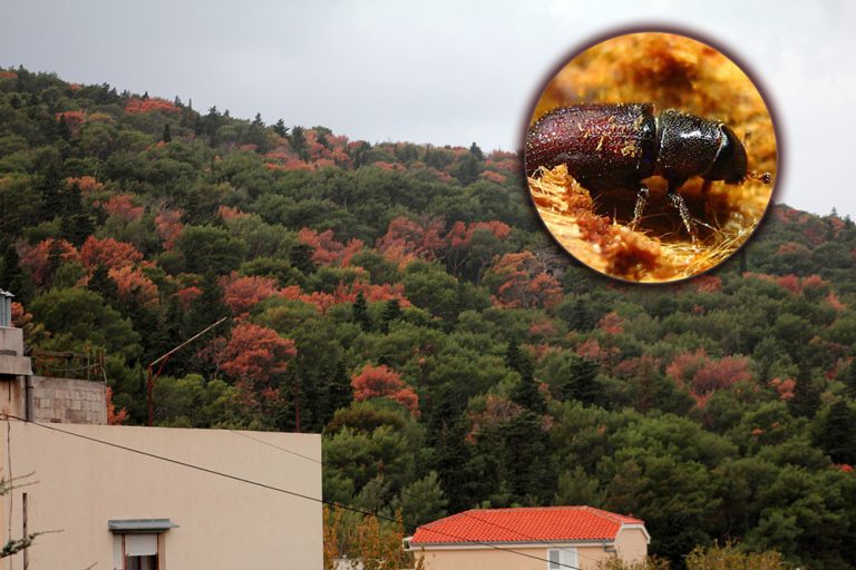 Mediteranski potkornjak napao šume na Pelješcu i Korčuli, ima ga i u Crnoj Gori