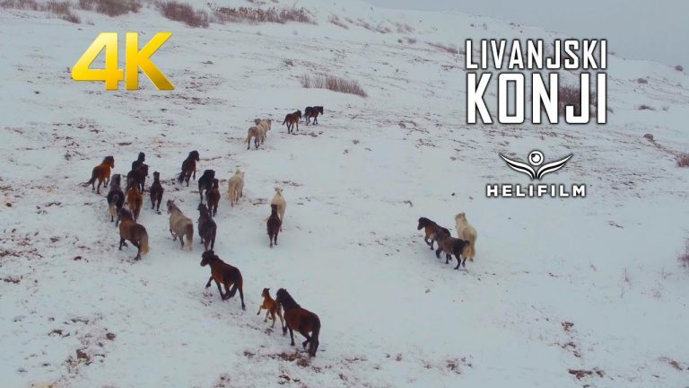 Snježna bajka: dron zabilježio divlje livanjske konje u trku, pogledajte video koji oduzima dah