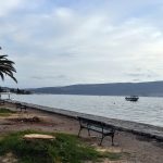 Palme uništene crvenim surlašom