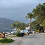 Palme uništene crvenim surlašom