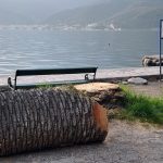 Palme uništene crvenim surlašom